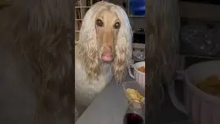 Legolas, the Afghan Hound, wants to taste the snacks.