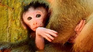 Adorable Baby Monkey | Looking for Friends