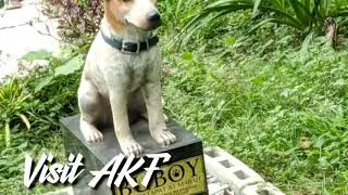 Buboy The Wonder Dog