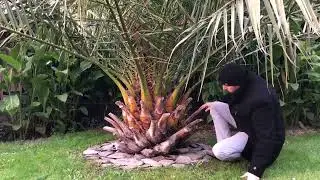 Phoenix canariensis: przed 10. zimą
