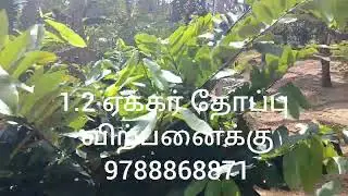 புதுக்கடை தேங்காய்பட்டணம் மெயின் ரோடு பைங்குளத்தில்1.2 ஏக்கர் தோப்பு விற்பனைக்கு 