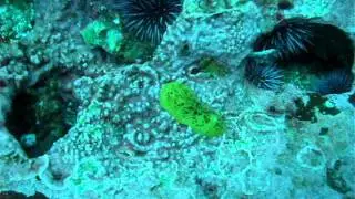 Nudibranch sprint
