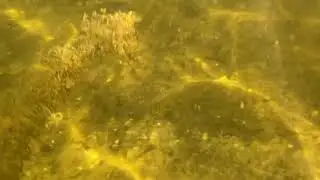 Underwater Scenery Plus Fish!