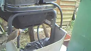 Bushnell Trophy cam Robins Nest