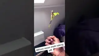 An African Moon Moth taking off!!! #africa #moon #moths #shortsfeed #viralshort