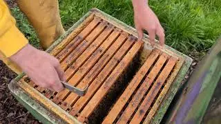 Home-Hive / 1,5er / Segeberger Durchsicht mit neuen Königinnen am 22 Mai 24