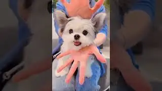 Pet Reactions That Will Make You LOL! #shorts for #Funny #pets & #animals