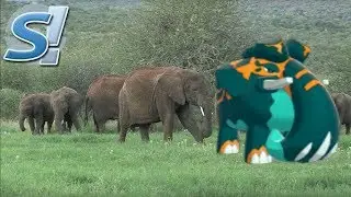 How to use Copperajah in Pokemon SWORD and SHIELD! Pokemon Showdown Gen 8 OU Live