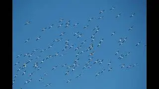 White Pelican Time Lapse