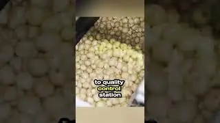 How POTATO CHIPS are made?! 🍠