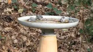 Bushtits