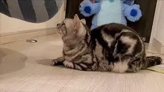 Cat sniffing 3 big f〇rts in a row.