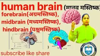 Human brain/ मानव मस्तिष्क #वायरल #science #ट्रेडिंग 