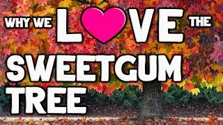 Why the American Sweetgum Ball Tree Is Amazing, and Why to Not Cut It Down!