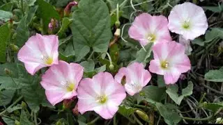 Field Bindweed | A Common Garden Weed | How to eradicate bindweed ||FunandMore ||