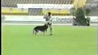 K9 Courage Test - International K9