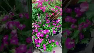 BIG PLANT SALE!! &bull; MHJ Garden Design 💐