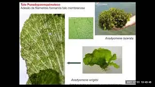 Biologia de Macroalgas/Oceanologia - Talo: o 