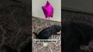 Dolo new balloon #dog #trending #funny #dolo #shorts