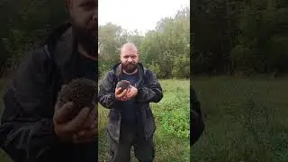 Why is a common hedgehog dangerous?