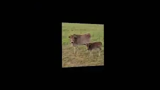 (Farm Animal) Name Cow (Ringtone)