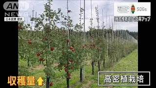 「高密植栽倍」で効率アップ　日本の農業の未来を変える挑戦【SDGs】(2024年2月26日)