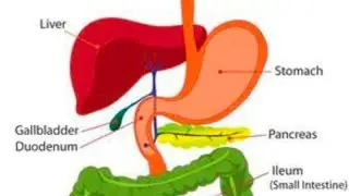 How internal organs digest the foods (  Harmful 🤕 Junk food)  #shortvideo 