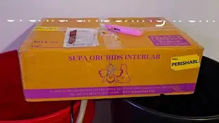 Огромная распаковка орхидеи от Orchidsbythelake.com