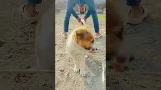 cute baby dog puppy #shorts #shortsfeed #viral #dog #puppy #barking #4kvideo 🐕🐕🐕🐕🐕🐕🐕🐕🐕