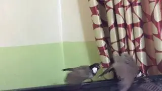 تزاوج بلابل ابو عراق المالكي١
