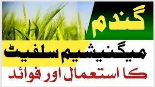 Uses and benefits of magnesium sulfate in wheat crop. گندم کی فصل میں میگنیشیم سلفیٹ کا استعمال