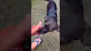 #490 #dogs #bestfeed #pets #fofurinhasdali #cute #petsfofinhos #funny #labrador #puppy