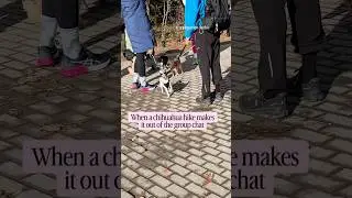 Chihuahuas only hike with friends #torontodogs #weekendplans #dogsports #torontocitylife #smalldogs
