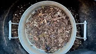 🪱 Worm Bin Harvest 🪱