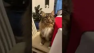 SCANDINAVIAN CAT IN THE DINING CHAIR .. RAINING OUTSIDE ..