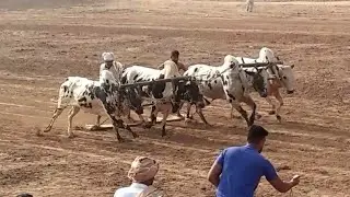 سوہگا بیل ریس میلہ کنگاہ09/11/2021