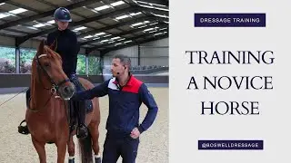 What Is Important When Training A Novice Horse?