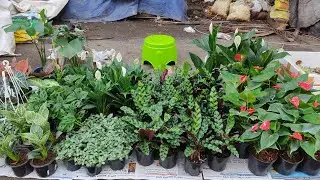 In West Bengal Flower Plants Market In Kolkata Visit On Sundey || Indoor Plants Market