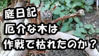 庭日記　「厄介で困った木を枯らす編　木は枯れたのか？」