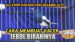 CARA MEMANCING AGAR KACER JEBOL BIRAHINYA