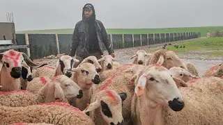20خروفة ومعها فحل للبيع نواحي اولاد سي بن داود إقليم سطات التواصل مع كمال 0625218560
