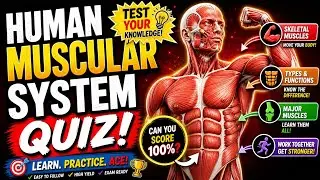 Human Muscular System Quiz - Best Exam Review for Students and Kids