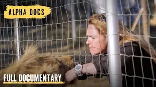 The Lions Are in Danger! | Lion Queen | Episode 6 | Full Documentary