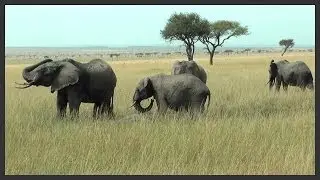 Enaidura Safaris