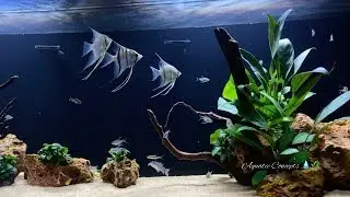 Angelfish and Discus  Beginner Aquarium Ideas That Are Easy To Create | 4K