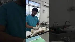 Getting Ready to Spay a Stray Cat | Humane Animal Care 🐱StrayCat #CatSpay #AnimalRescue  #PetCare