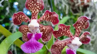 Vanda Ambrosian Discovery (V. tricolor var. suavis x V. insignis), orchid garden @orchidnewbee8786
