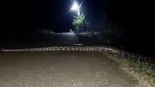 Big Snake In Lataguri Forest - Giant Python In Lataguri Dooars