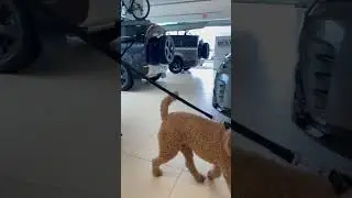 Our General Manager Bill and his dog showing off the dog ramps for our Land Rovers.