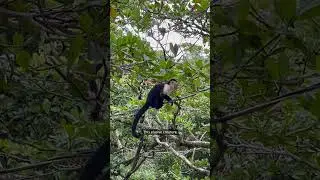 The Strangest Monkey in Vietnam &ndash; Have You Seen It? #rarestmonkey